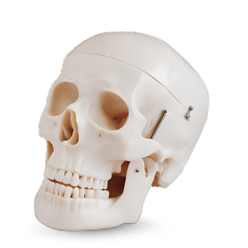 Life-Size Human Skull Model